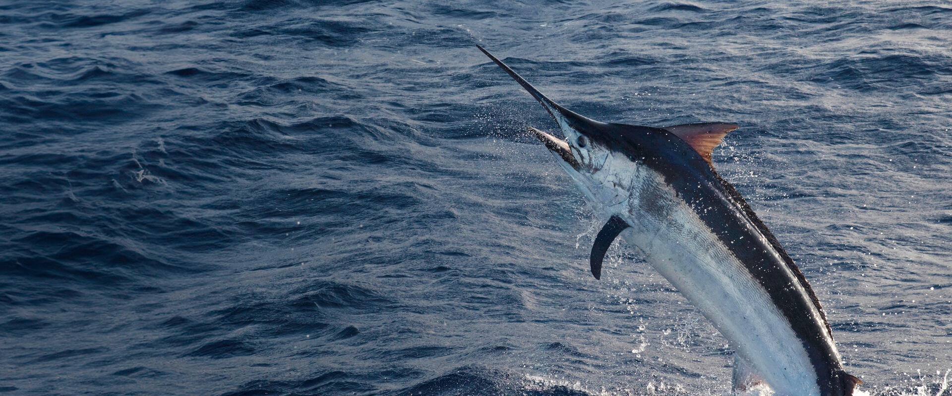 魚漿食品, 魚漿產品｜客製代工生產供應商-明傳四海